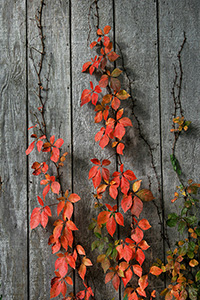 autumn vines creeping up a shed